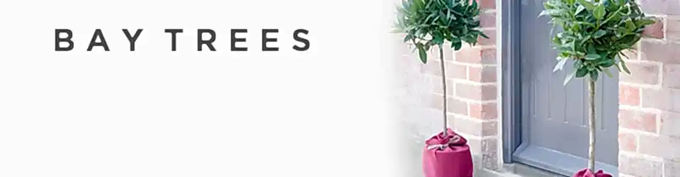 Luxury Bay Trees Delivered