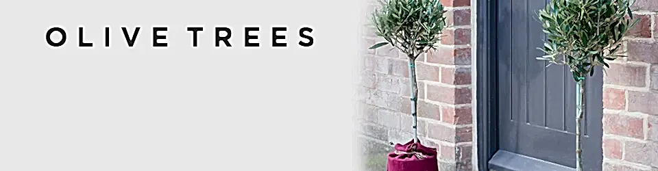 Luxury Olive Trees Delivered