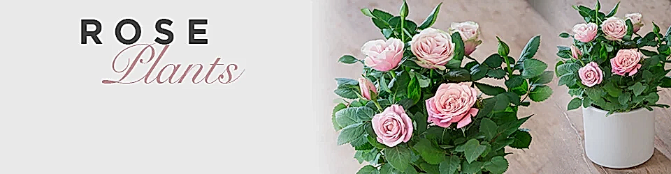 Luxury Rose Plants