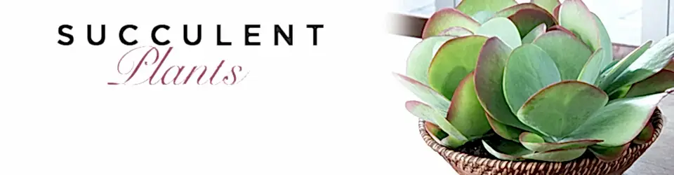 Luxury Succulent Plants Delivered