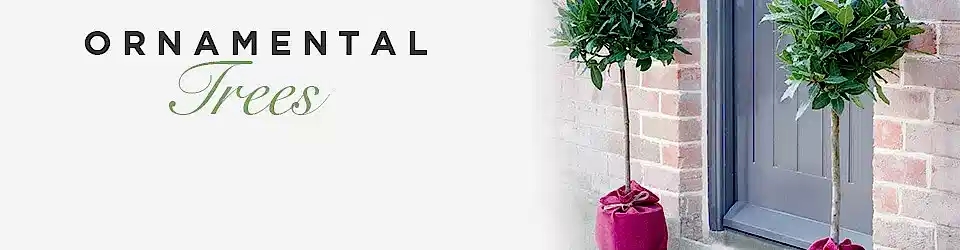 Luxury Potted Trees Delivered 